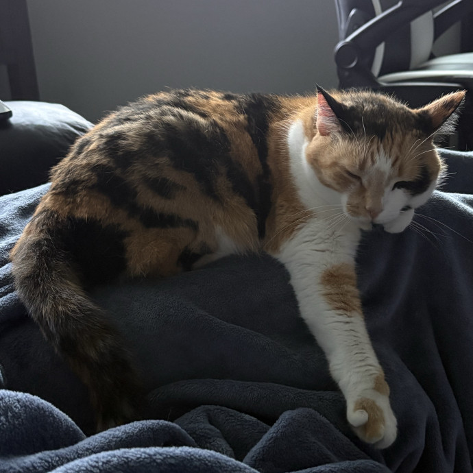 Your Cat's Calm Trusted Companion