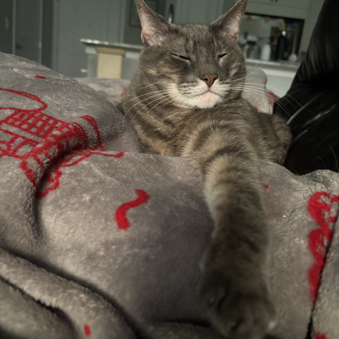 Your Cat's Calm Trusted Companion