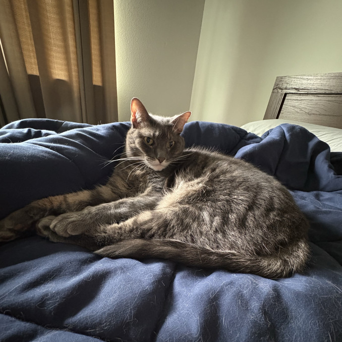 Your Cat's Calm Trusted Companion