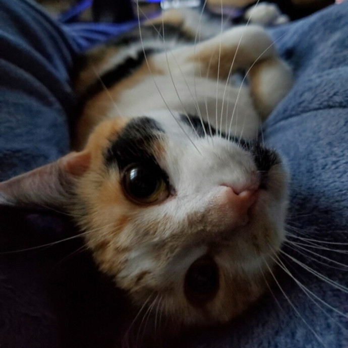 Your Cat's Calm Trusted Companion