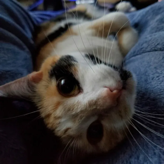 Your Cat's Calm Trusted Companion