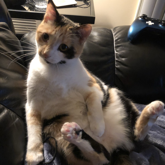 Your Cat's Calm Trusted Companion