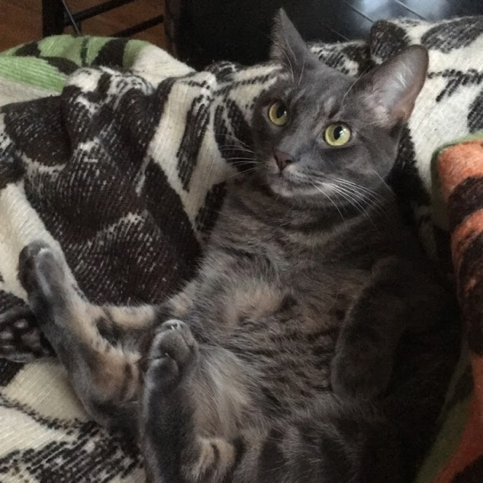 Your Cat's Calm Trusted Companion
