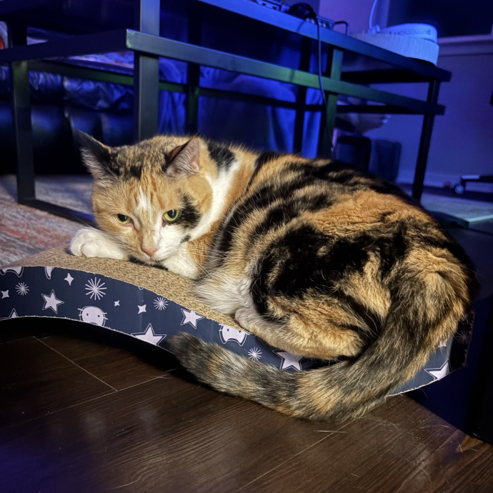 Your Cat's Calm Trusted Companion