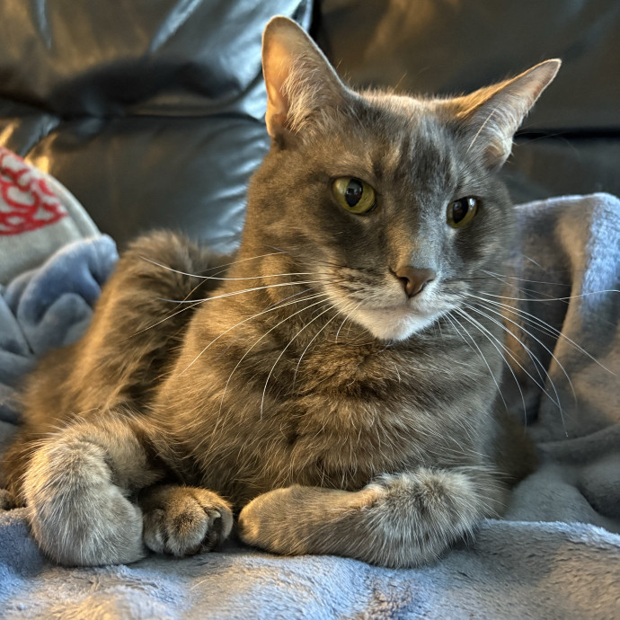 Your Cat's Calm Trusted Companion