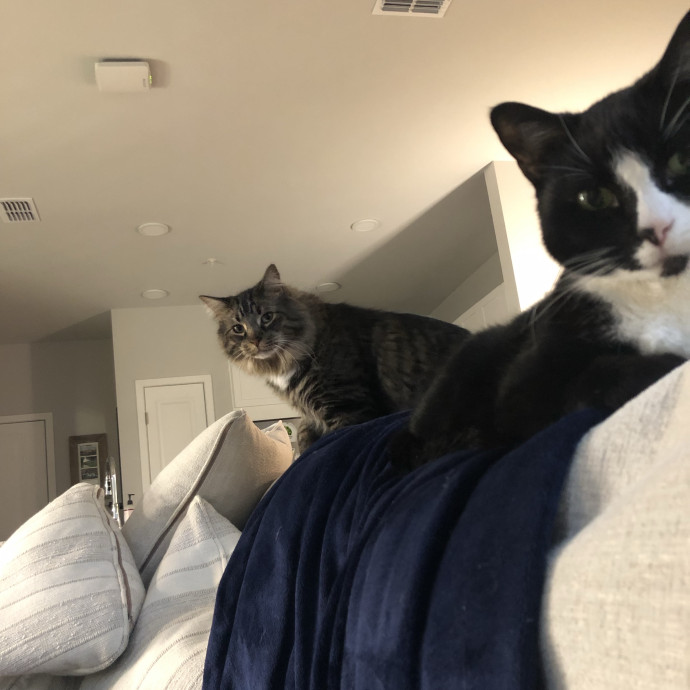 Your Cat's Calm Trusted Companion