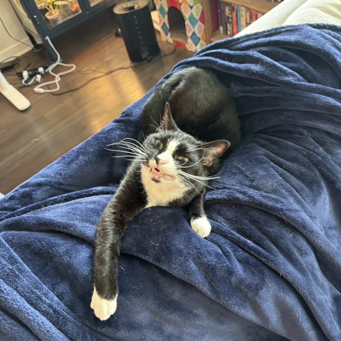 Your Cat's Calm Trusted Companion