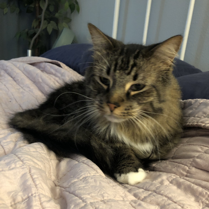 Your Cat's Calm Trusted Companion
