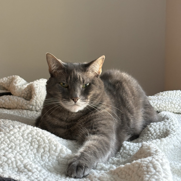 Your Cat's Calm Trusted Companion photo 3