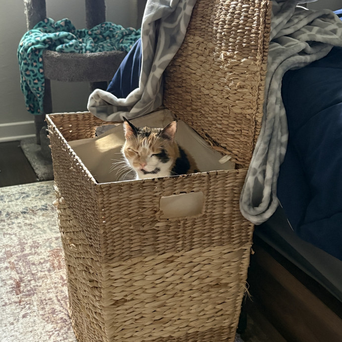 Your Cat's Calm Trusted Companion photo 2