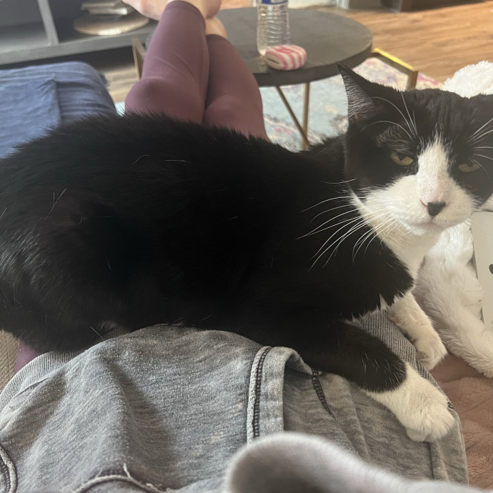 Experienced Cat Mom photo 3