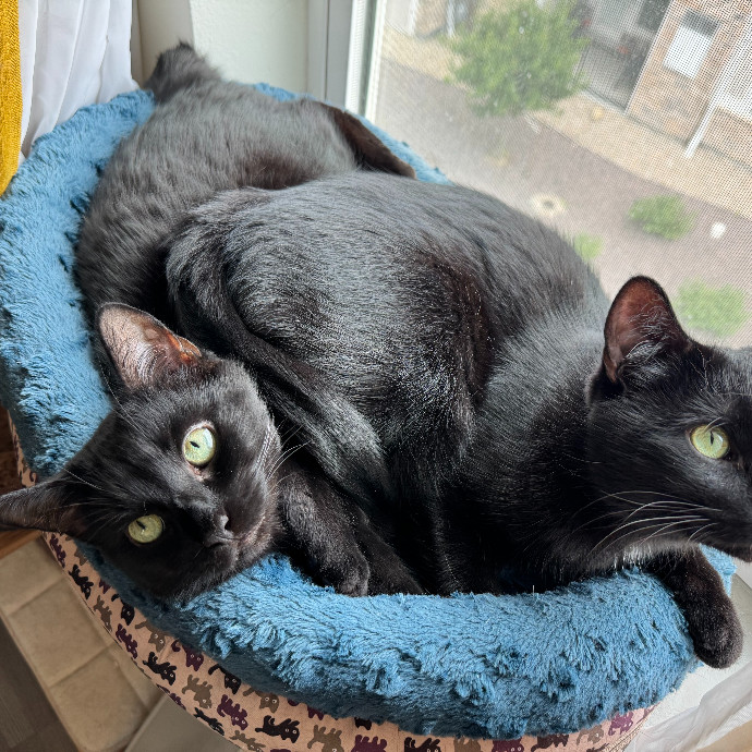 Tom's Top Notch Cat-Care