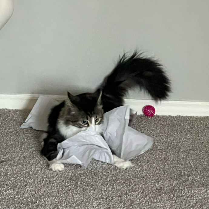The Cat's Meow By Allie