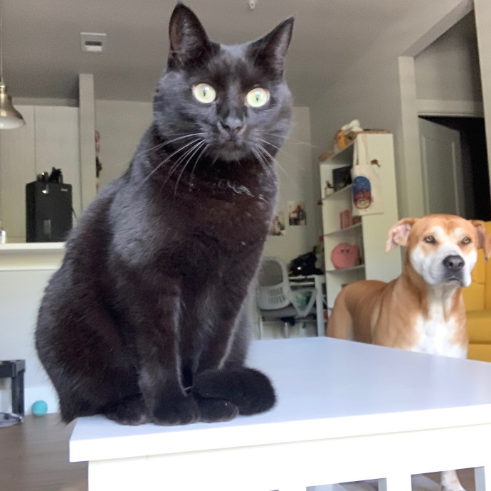 Cat Mom Of The Year