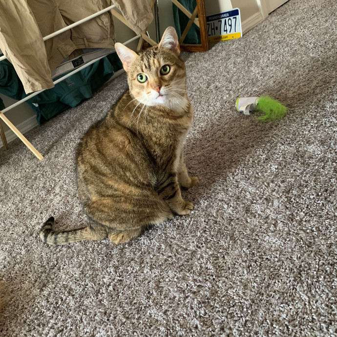 Cat Mom Of The Year