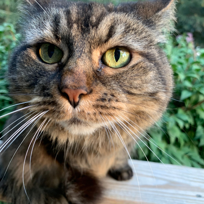 Cat Mom Of The Year