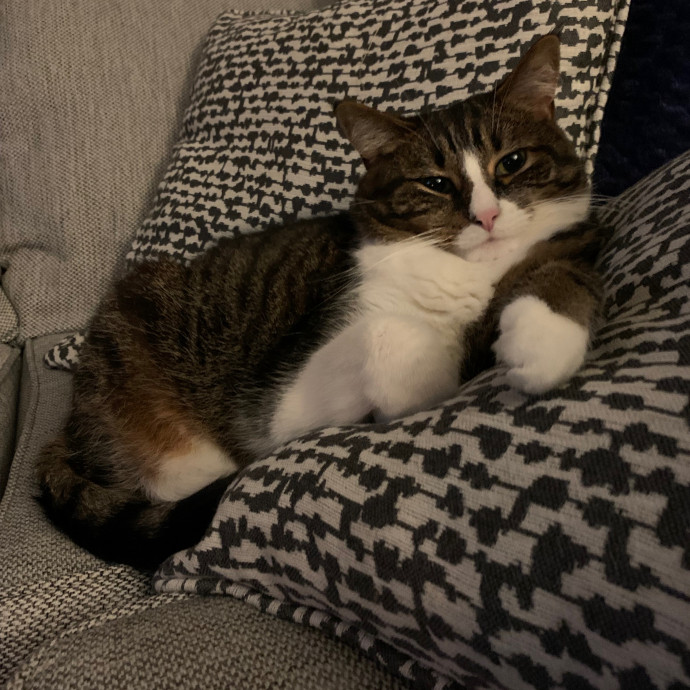 Cat Mom Of The Year photo 3