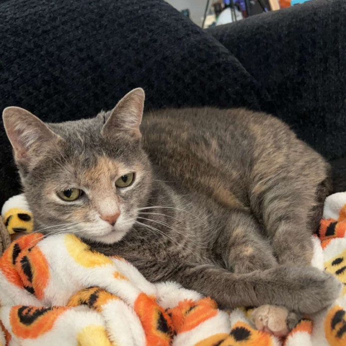 Cat Mom Of The Year photo 2