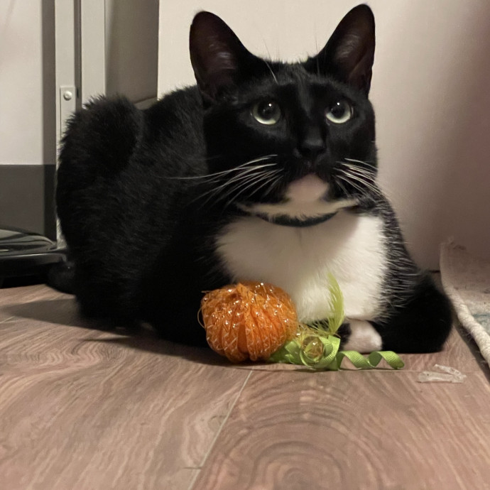 Your Cat's Temp Human
