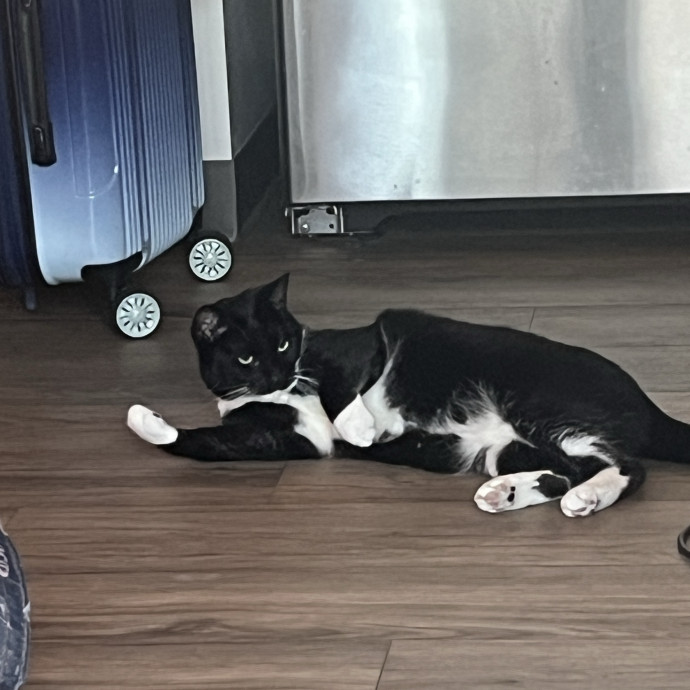 Your Cat's Temp Human