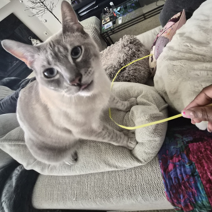 Your Cat's Temp Human