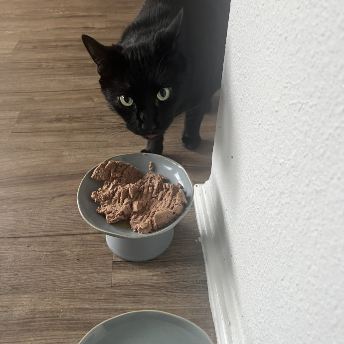 Your Cat's Temp Human photo 2
