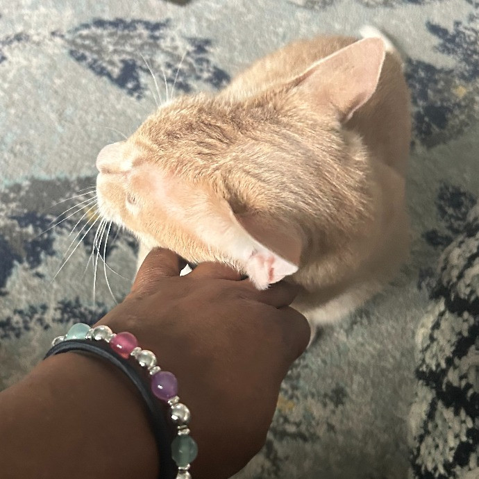 Jan's Cool Cat Care