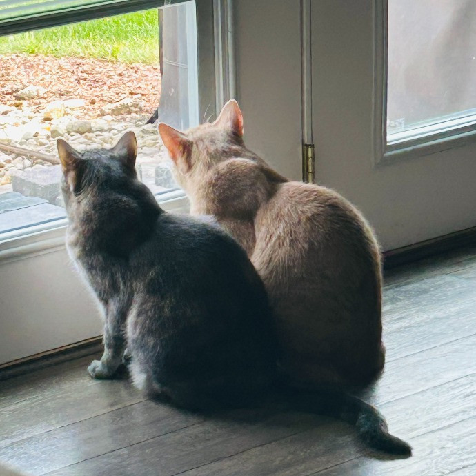 Jan's Cool Cat Care
