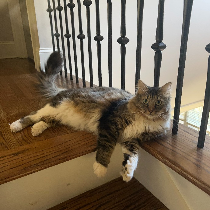 Jan's Cool Cat Care