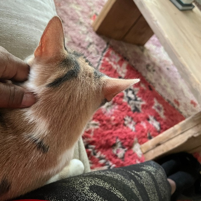 Jan's Cool Cat Care