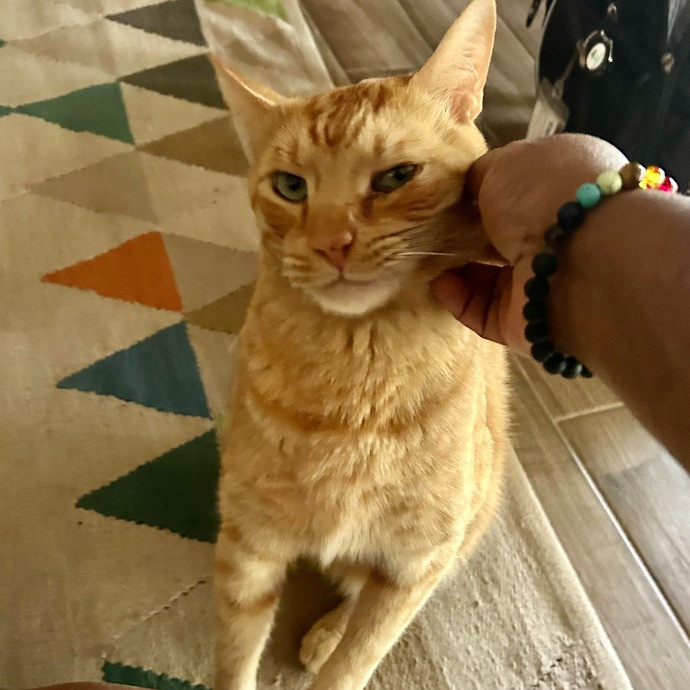 Jan's Cool Cat Care