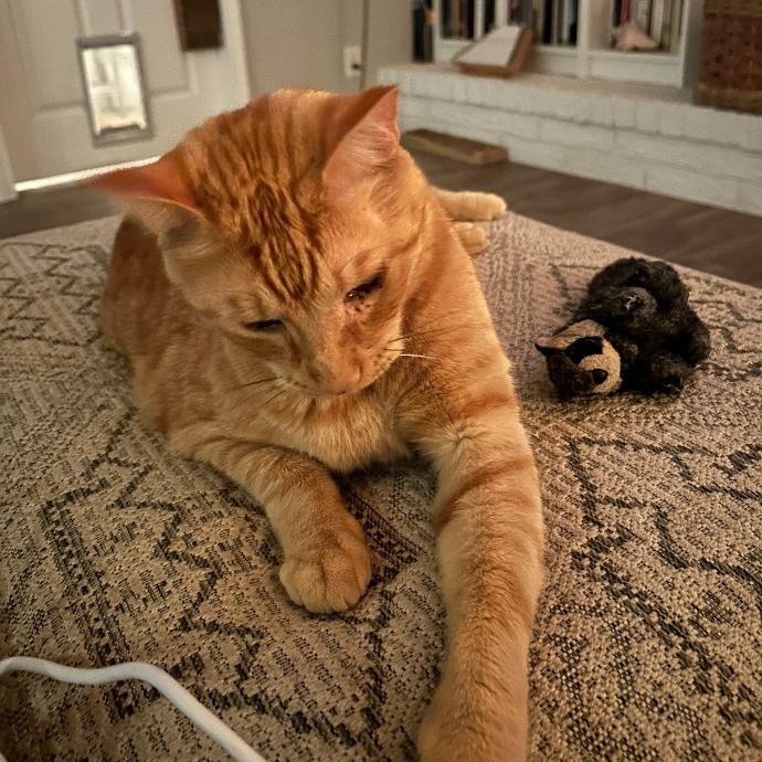 Jan's Cool Cat Care