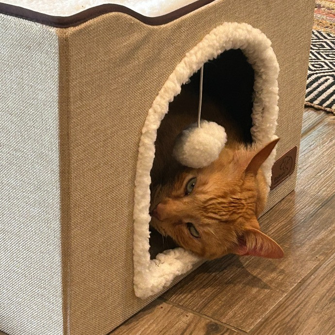 Jan's Cool Cat Care