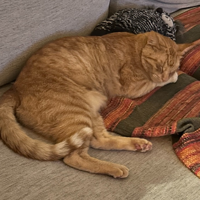 Jan's Cool Cat Care