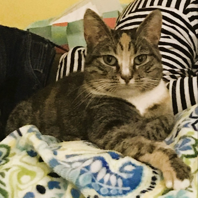 Jan's Cool Cat Care