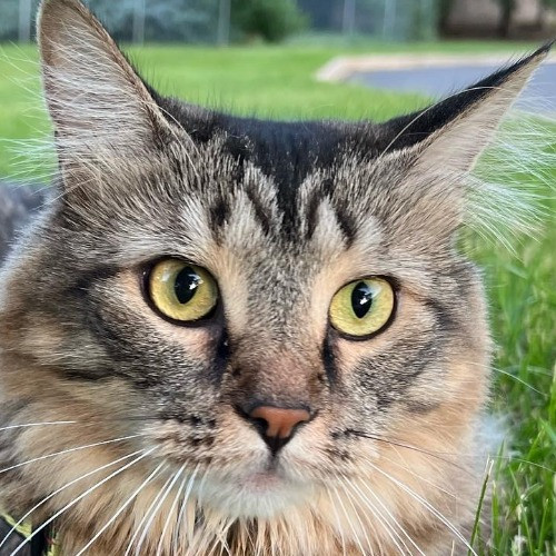 Charitys Pawsitive Cat Sitting