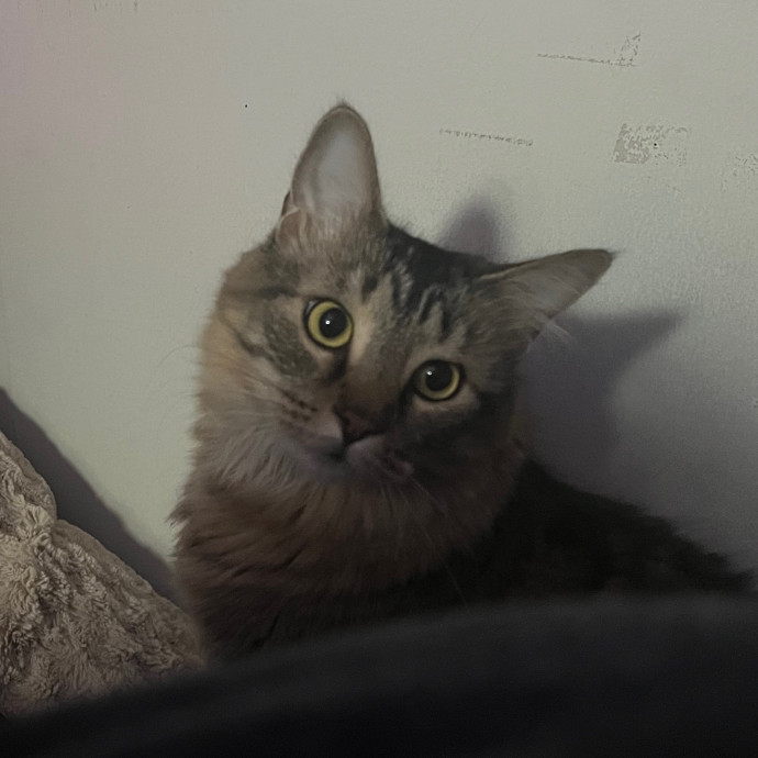 Charitys Pawsitive Cat Sitting