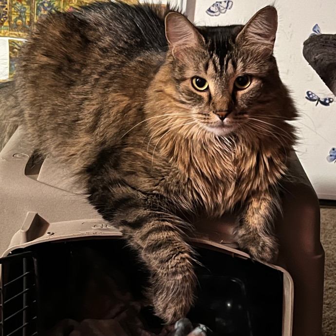 Charitys Pawsitive Cat Sitting