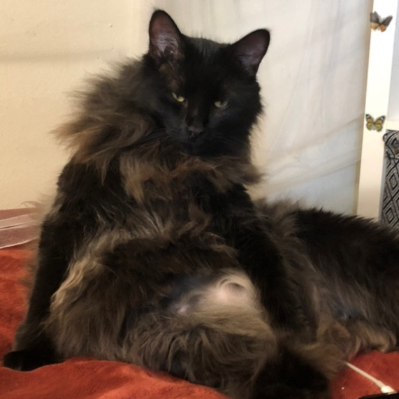 Charitys Pawsitive Cat Sitting