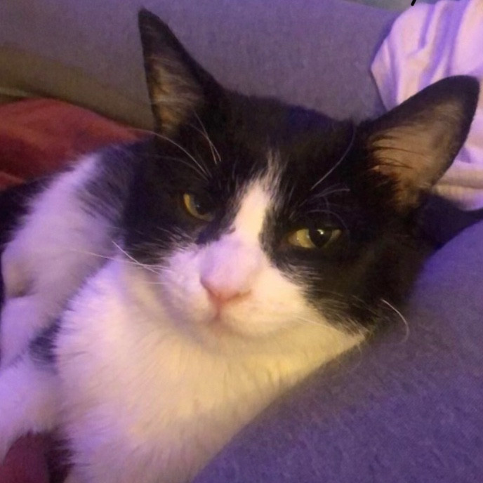 Charitys Pawsitive Cat Sitting