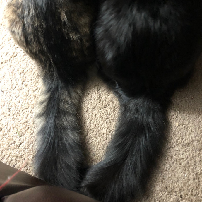 Charitys Pawsitive Cat Sitting
