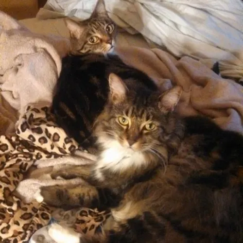 Can I Play With Your Cat - Cat Sitting With Beth