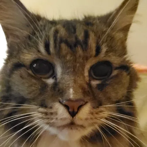 Can I Play With Your Cat - Cat Sitting With Beth