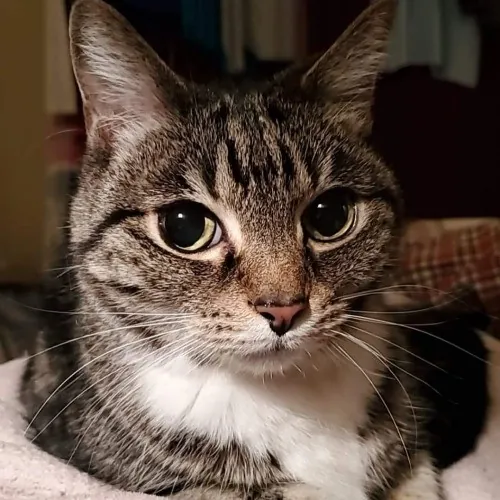 Can I Play With Your Cat - Cat Sitting With Beth