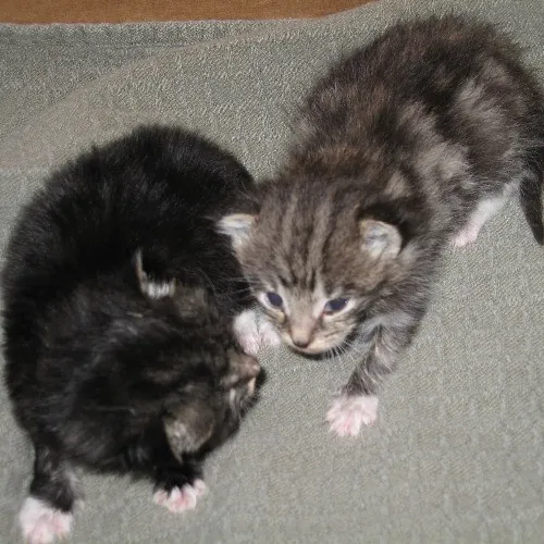 Can I Play With Your Cat - Cat Sitting With Beth