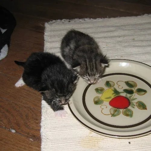 Can I Play With Your Cat - Cat Sitting With Beth