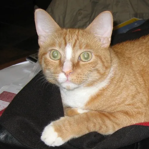 Can I Play With Your Cat - Cat Sitting With Beth