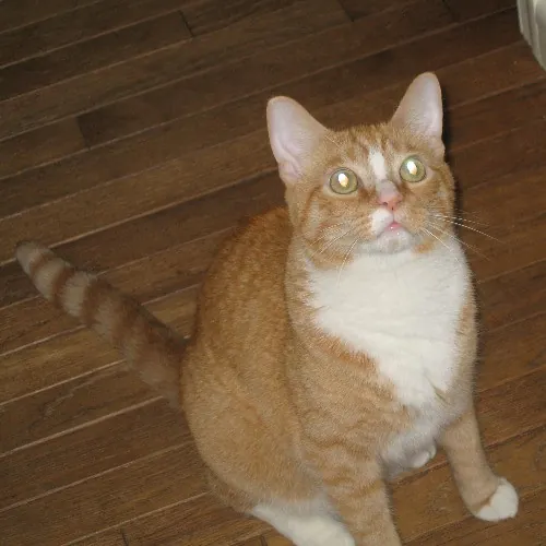 Can I Play With Your Cat - Cat Sitting With Beth