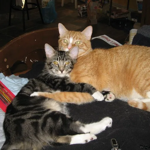 Can I Play With Your Cat - Cat Sitting With Beth photo 4