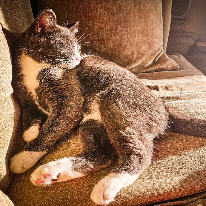 Can I Play With Your Cat - Cat Sitting With Beth photo 3